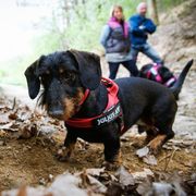 Julius-K9 IDC®Color&Gray Belt-Hundegeschirr