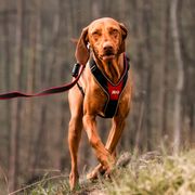 Julius-K9 Sport-Y-Hundegeschirr JK9®Speed