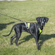 Dog traction harness JK9 Air Mesh Mantrailing in yellow fluo mesh
