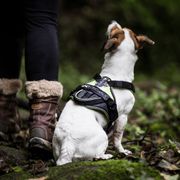Comfort Dog Harness IDC® Longwalk Julius hiking Y-harness