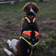 Harness mantrailing Julius K9 Dog tracking harness customized